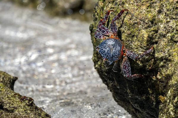 Cangrejo en las rocas de lava en México — Foto de Stock