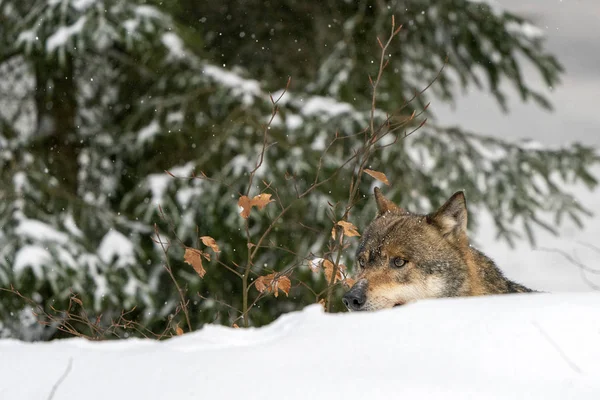 Grå varg i snön — Stockfoto