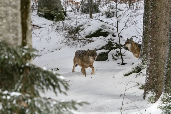 눈 속의 회색 늑대 — 스톡 사진