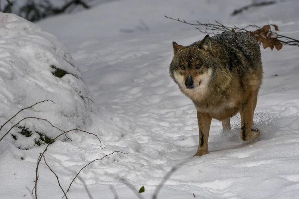 Lobo gris en la nieve —  Fotos de Stock