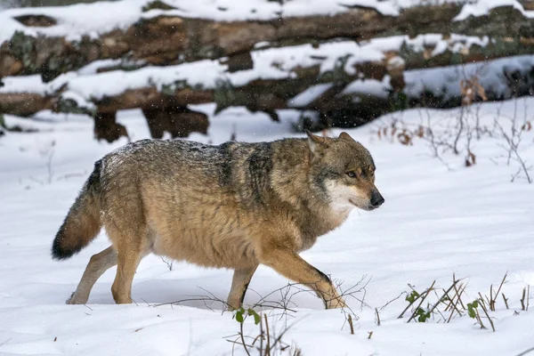 Серый волк в снегу — стоковое фото