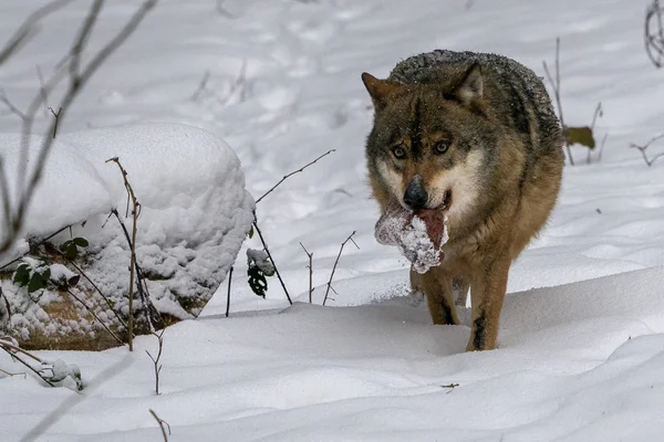 Lobo cinzento na neve comendo carne — Fotografia de Stock