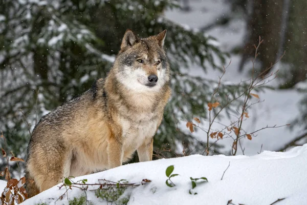 Šedý vlk ve sněhu — Stock fotografie