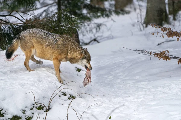 Lobo cinzento na neve comendo carne — Fotografia de Stock