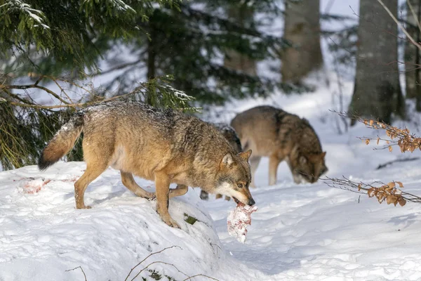 Lobo cinzento na neve comendo carne — Fotografia de Stock