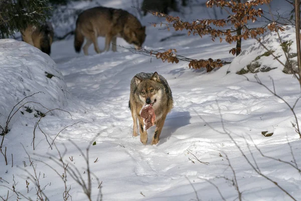 Loup gris dans la neige mangeant de la viande — Photo