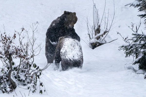 褐色のクマが雪の中で戦い — ストック写真