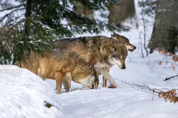 Grauer Wolf im Schnee — Stockfoto