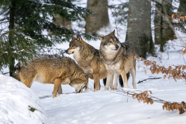 Grå varg i snön — Stockfoto