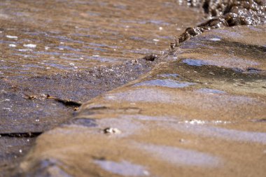 Karayip kumlu plajı Tulum 'daki sargasso yosunlarıyla kaplı. 