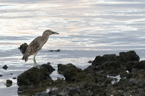 Nacht reiger close-up portret bij zonsopgang in baja california — Stockfoto