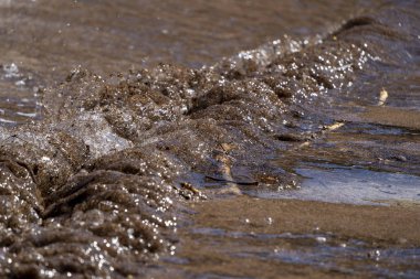 Karayip kumlu plajı Tulum 'daki sargasso yosunlarıyla kaplı. 