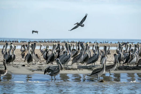 Pelican kolonie veel vogels in baja californië — Stockfoto