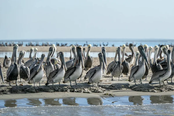 Pelican kolonie veel vogels in baja californië — Stockfoto