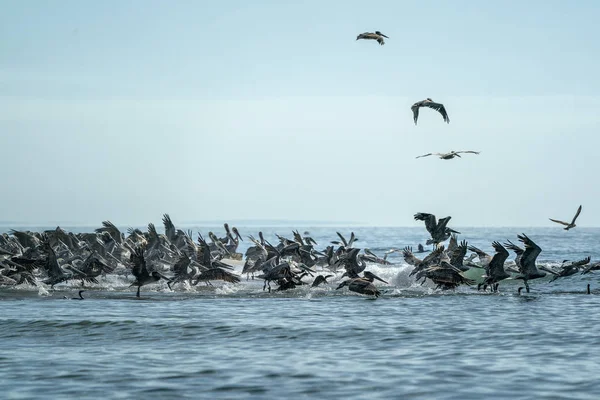 Pelican kolonie veel vogels in baja californië — Stockfoto