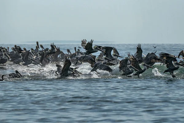 Pelican kolonie veel vogels in baja californië — Stockfoto