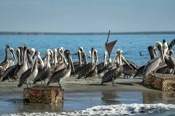 Pelican kolonie veel vogels in baja californië — Stockfoto
