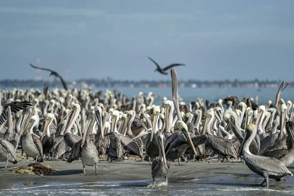 Pelican kolonie veel vogels in baja californië — Stockfoto