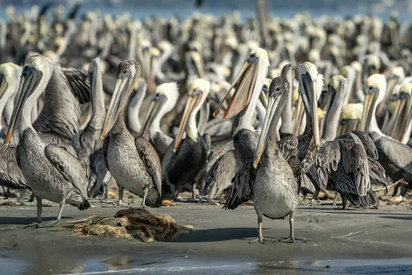 Pelikan kolonii wiele ptaków w Baja Kalifornii — Zdjęcie stockowe