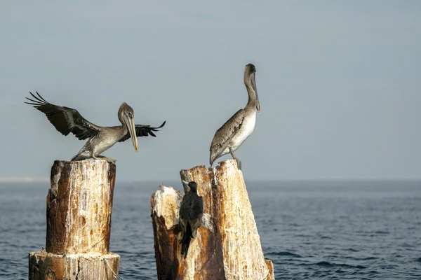 Pelikanvogel in baja california — Stockfoto