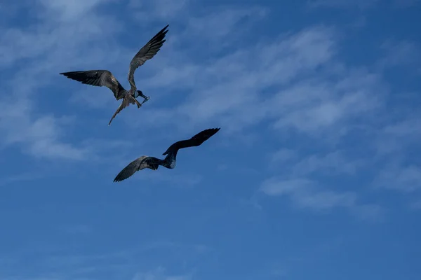 Fragata el pájaro mientras luchas por una captura de peces —  Fotos de Stock