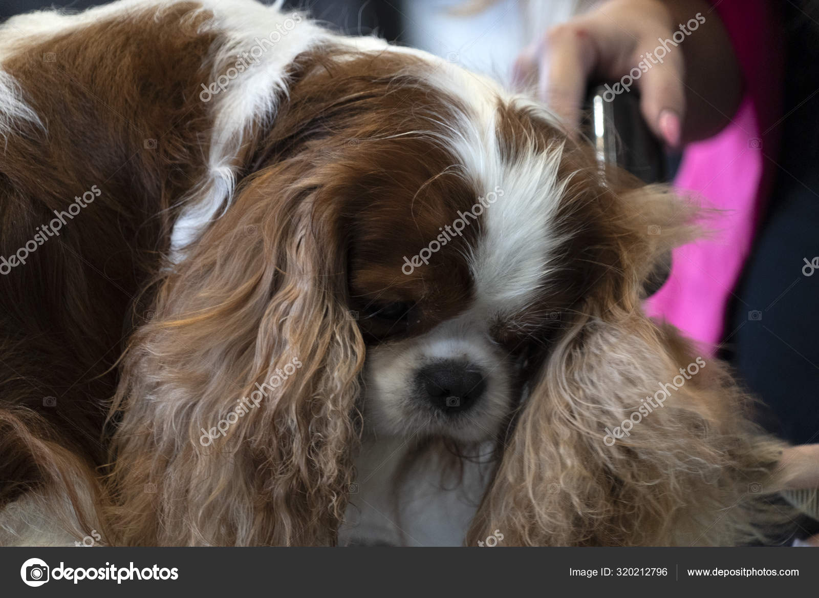 Chevalier king dog close up being combed — Stock Photo © izanbar 320212796