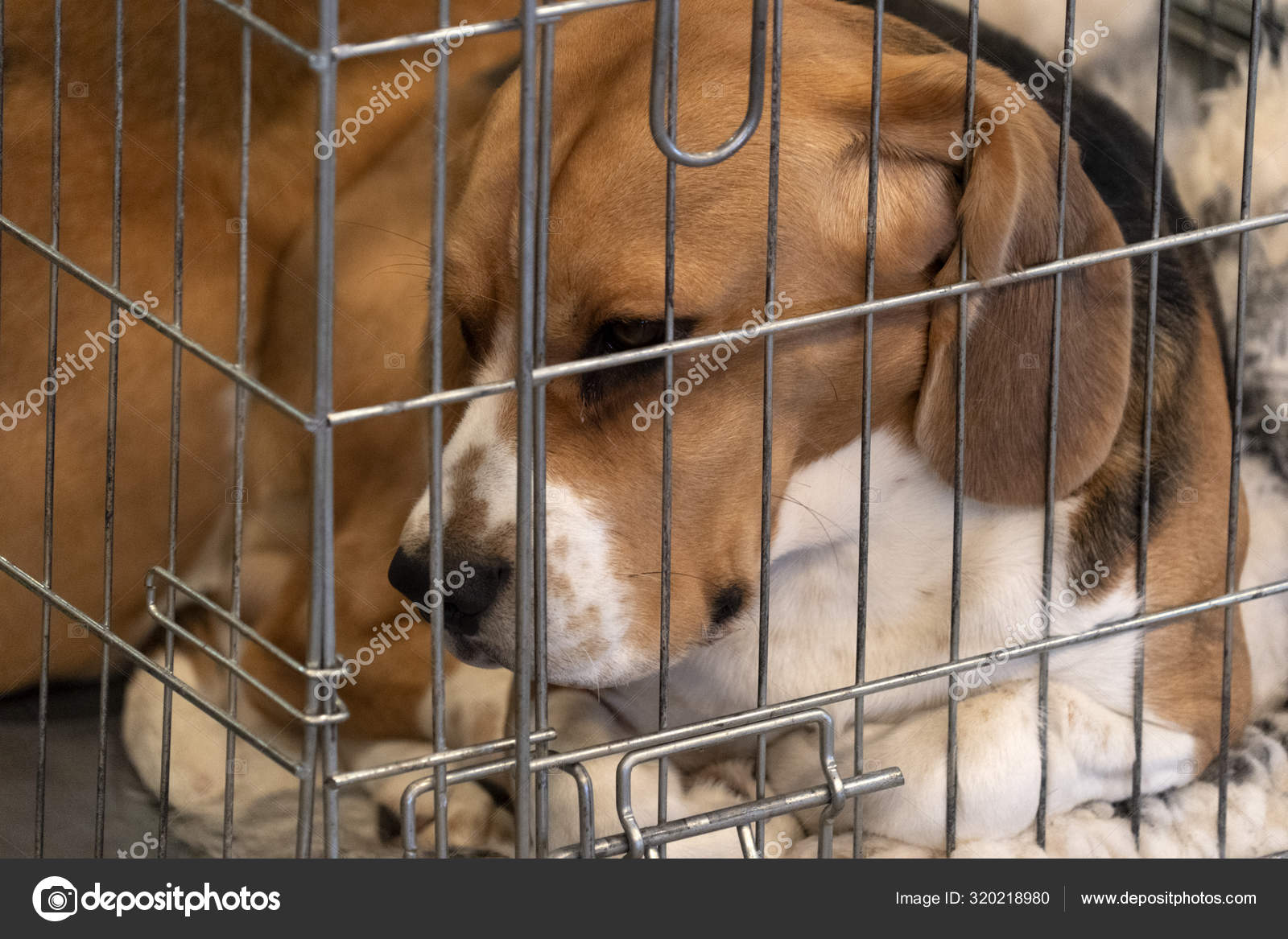 cage for beagle