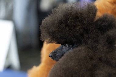 Kaniş köpeği güzellik salonu.