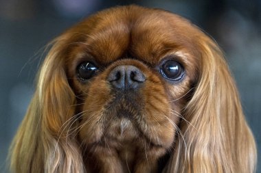 Şövalye kral köpek, yaklaşın.