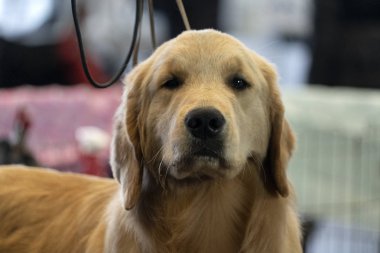 kahverengi labrador retriever köpek