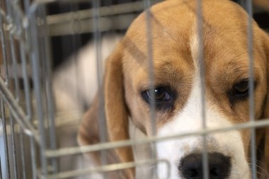 experiment Beagle dog in a cage clipart