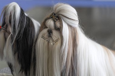 Shi tzu köpek güzellik salonu