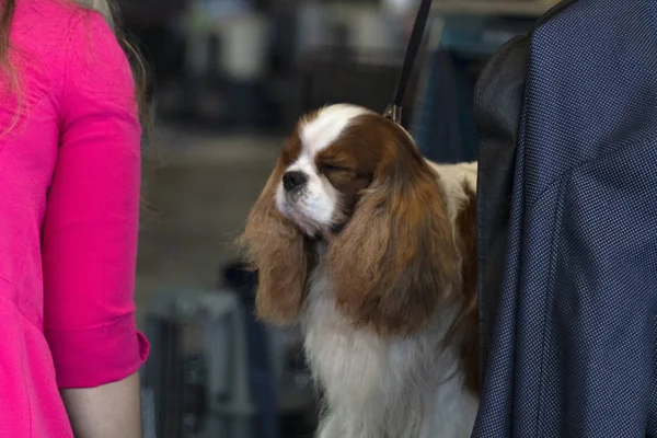 Chevalier koning hond close-up wordt gekamd — Stockfoto