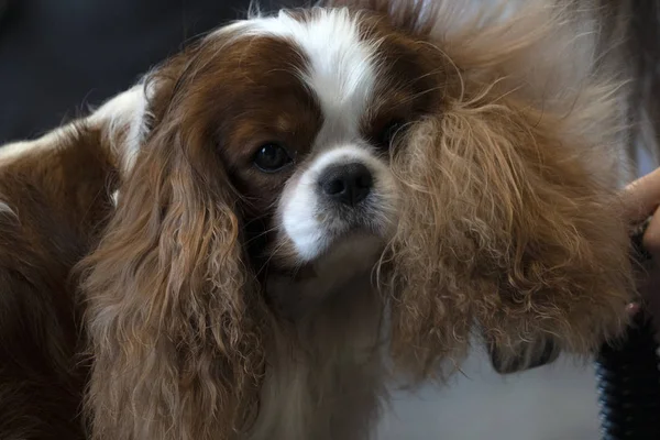 チェヴァリエ王の犬が閉じ込められている — ストック写真