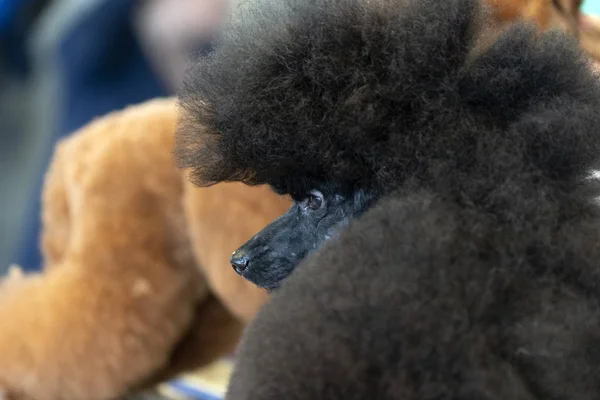 Poodle hund skönhetssalong — Stockfoto