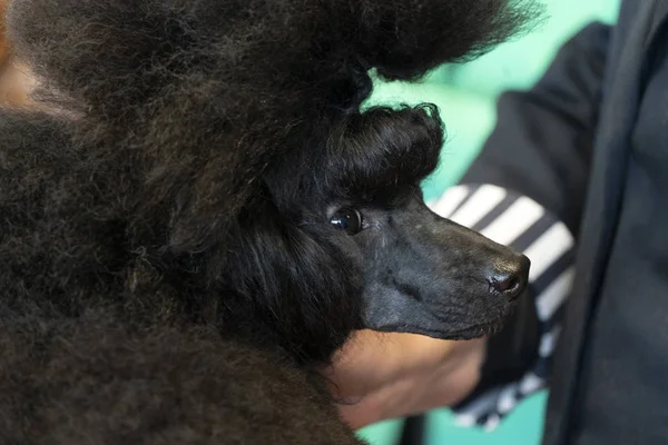 Poodle dog beauty salon — Stock Photo, Image