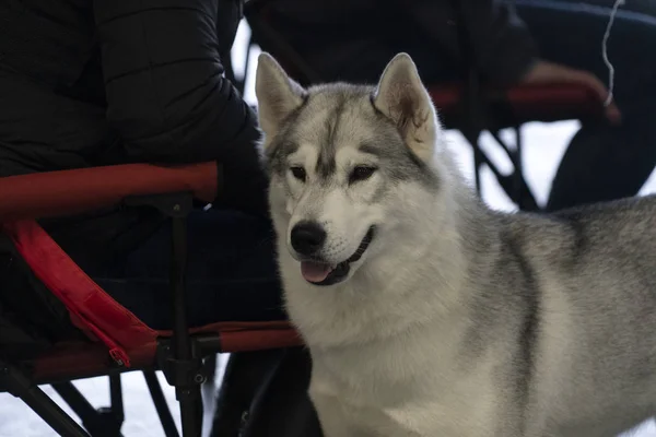阿拉斯加雪橇犬狗画像 — 图库照片