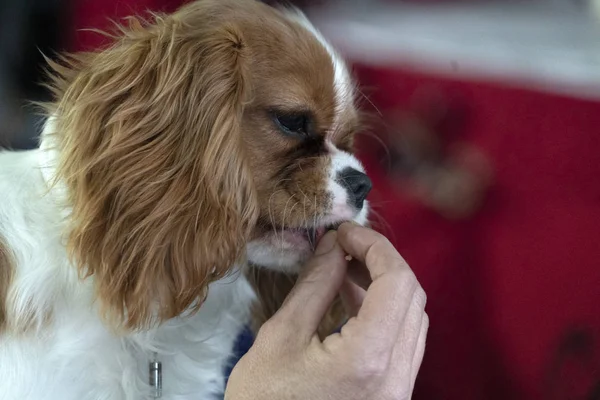 Chevalier king dog close-up tijdens het eten van een snack — Stockfoto