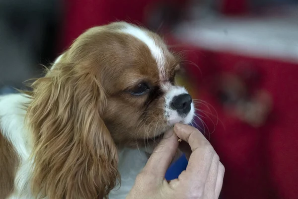 Chevalier king dog close-up tijdens het eten van een snack — Stockfoto