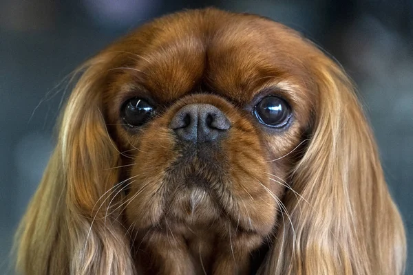 Chevalier konge hund nærbillede - Stock-foto