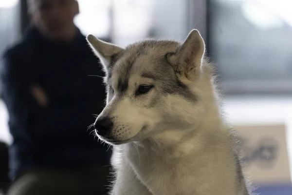 阿拉斯加雪橇犬狗画像 — 图库照片