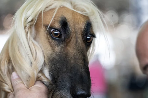 Cão-galgo afegão — Fotografia de Stock