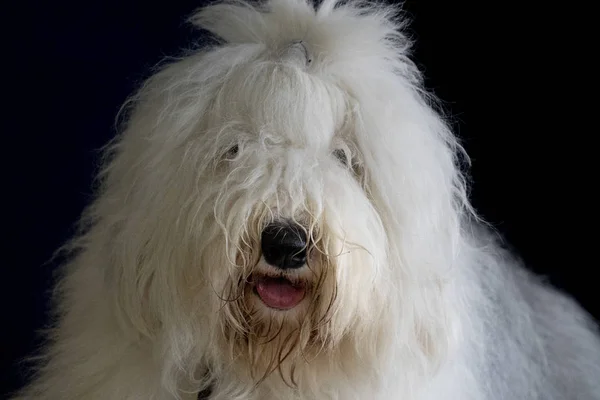 Bobtail white dog — Stock Photo, Image