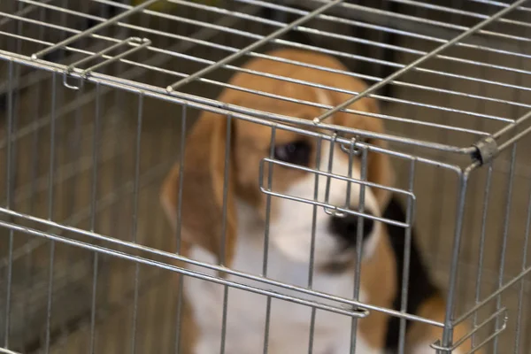 Experimento Beagle perro en una jaula — Foto de Stock