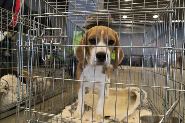 experiment Beagle dog in a cage