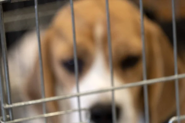 Esperimento Beagle cane in una gabbia — Foto Stock