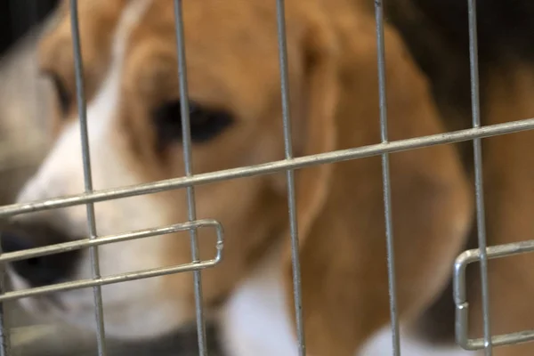 Experiment Beagle dog in een kooi — Stockfoto