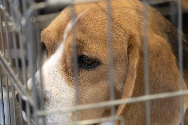 Experimento Beagle perro en una jaula — Foto de Stock