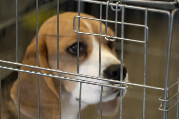 Experimento Beagle perro en una jaula — Foto de Stock