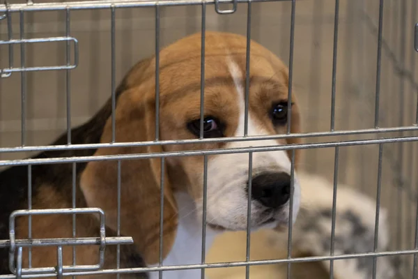 Expérience Chien beagle dans une cage — Photo